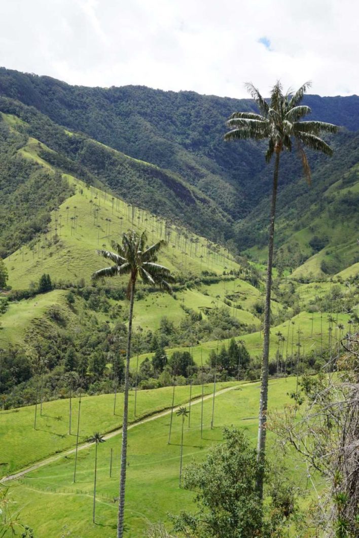 Wax palm in Valle de Cocora