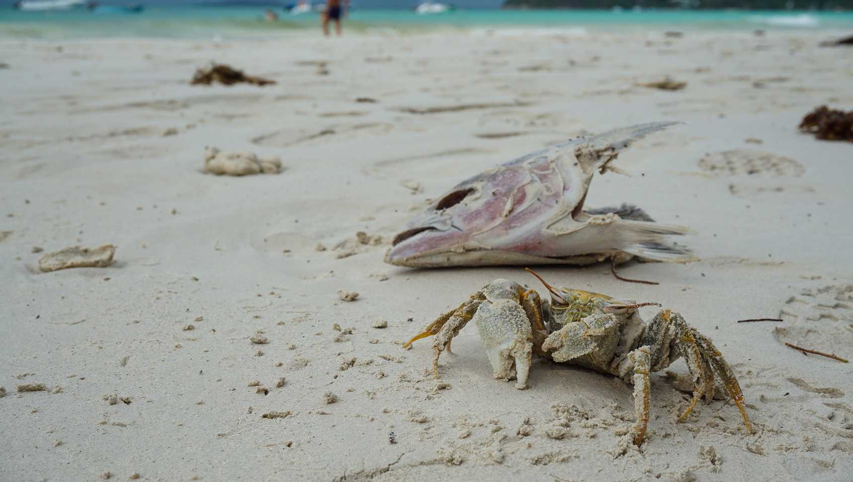 Crab on Praslin, Seychelles