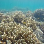 Corals in Australia