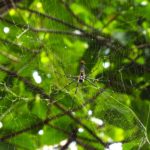 Cambodia spider