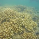 Corals in Australia